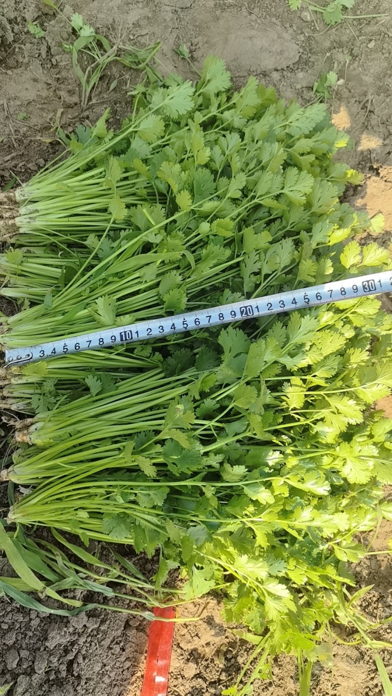 铁杆青香菜大量上市