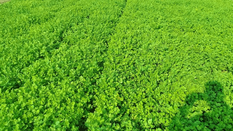 铁杆青香菜大量上市