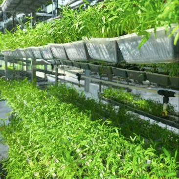 零农残、有机蔬菜大量上市