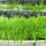 零农残、有机蔬菜大量上市