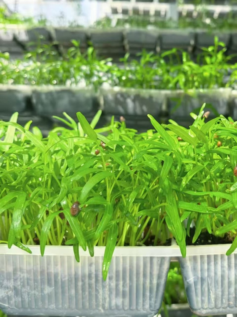 零农残、有机蔬菜大量上市