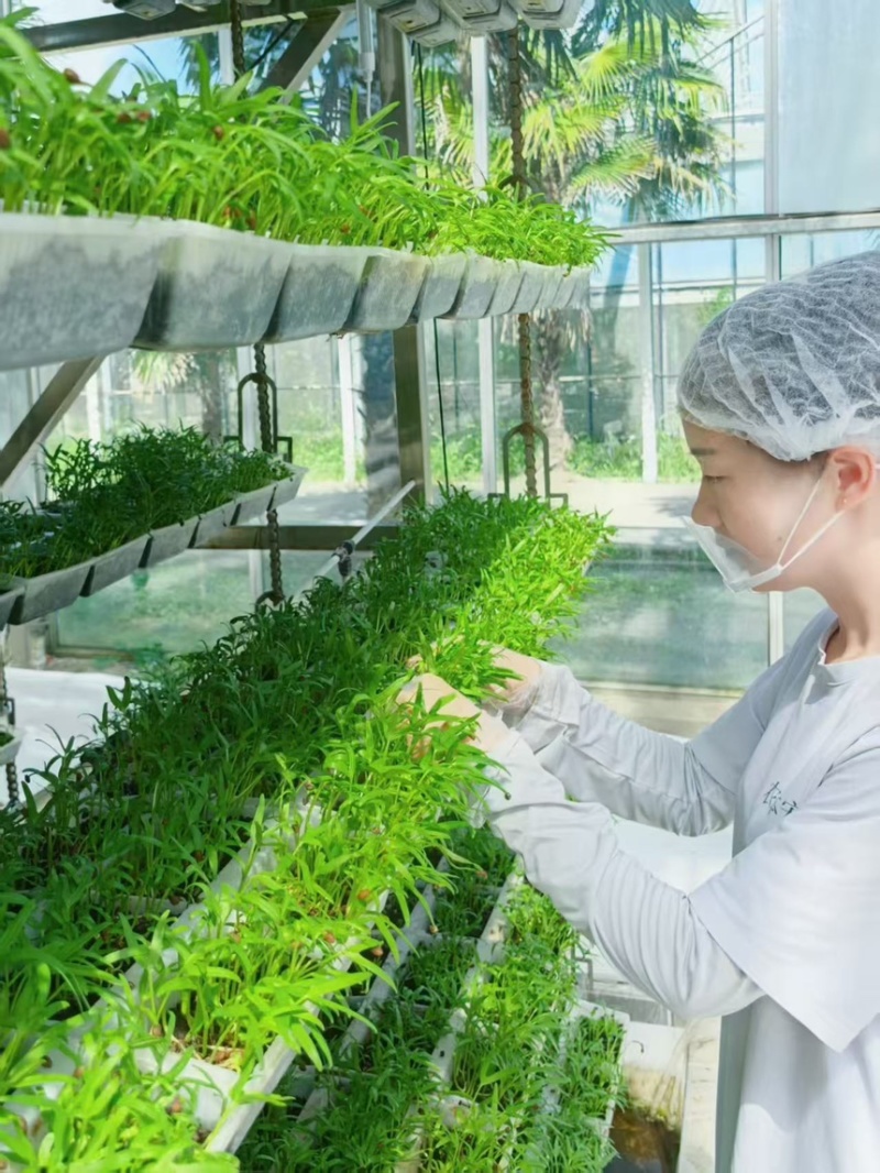 零农残、有机蔬菜大量上市