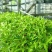 零农残、有机蔬菜大量上市