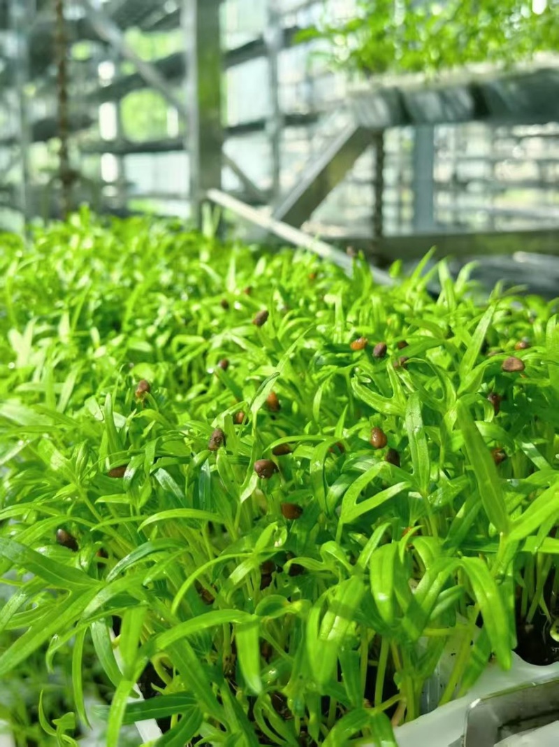 零农残、有机蔬菜大量上市