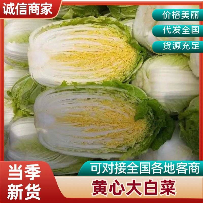 湖北荆门黄心大白菜产地直供大量有货对接超市批发市场团购