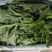 【优选】精品冰草水晶冰草冰菜山东发全国致电详谈视频看货