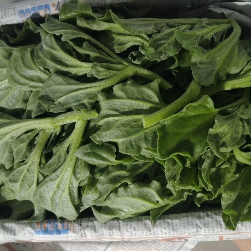 【优选】精品冰草水晶冰草冰菜山东发全国致电详谈视频看货