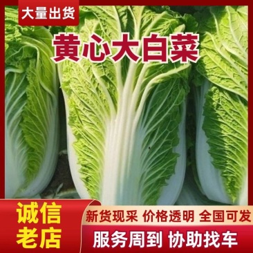 黄心大白菜,湖北大白菜,荆门大白菜产地供货,质量保证