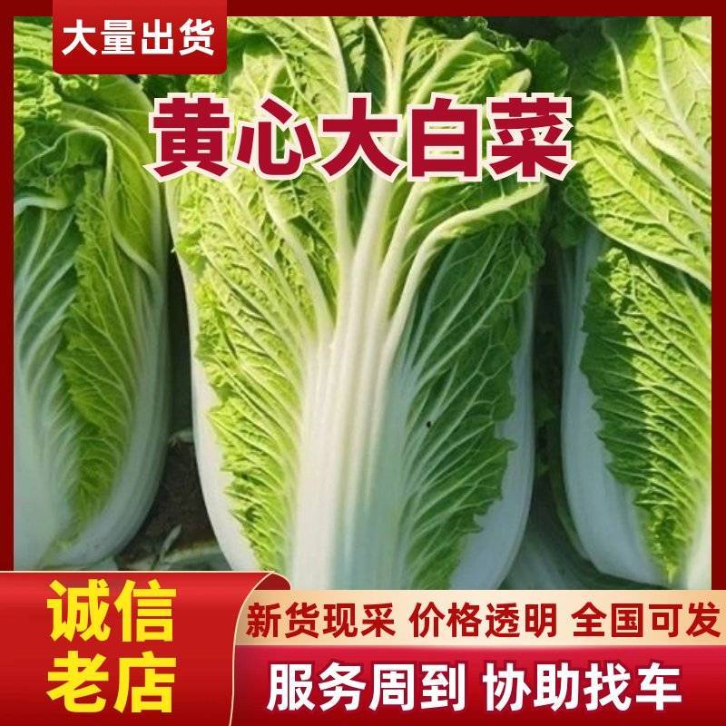 黄心大白菜，湖北大白菜，荆门大白菜产地供货，质量保证