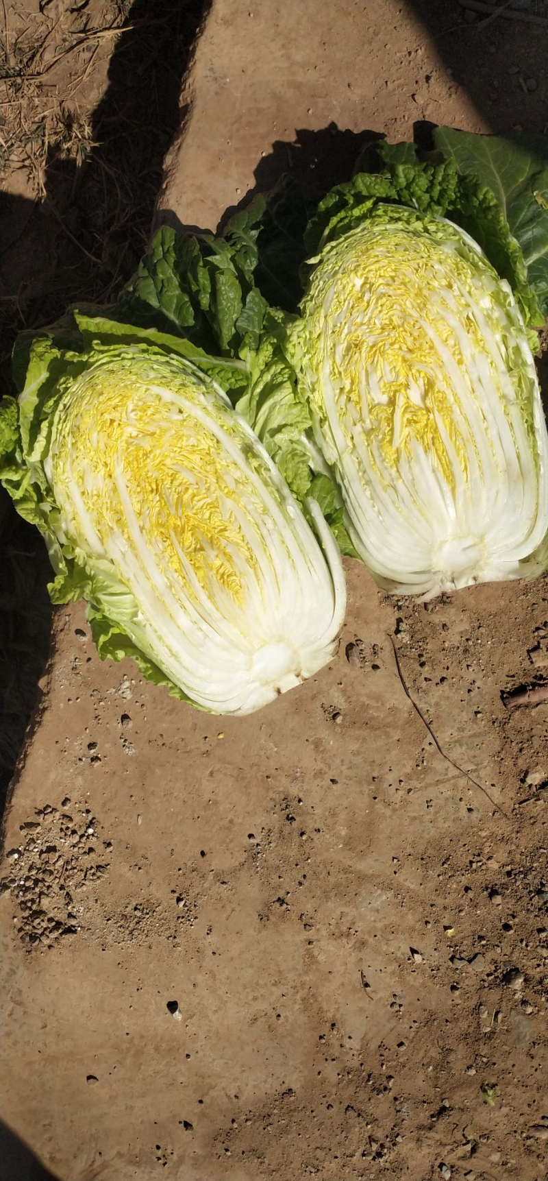 黄心大白菜，湖北大白菜，荆门大白菜产地供货，质量保证