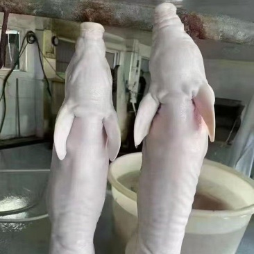 烤乳猪