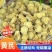 批发甘肃黄芪圆片宗无硫***黄芪圆片滋补品新鲜黄芪片