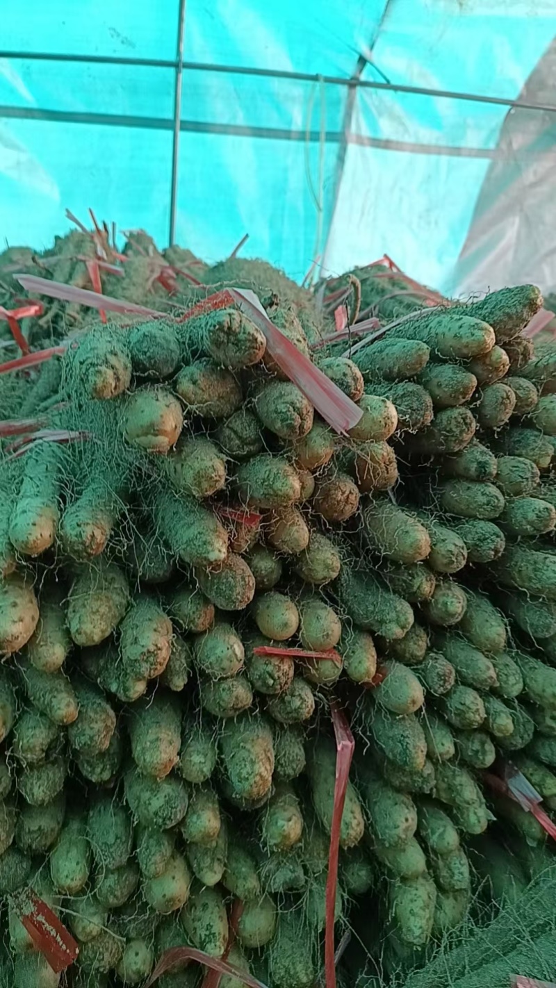 铁棍山药大量上市！！！产地直采！！！切片厂货大量有！！！