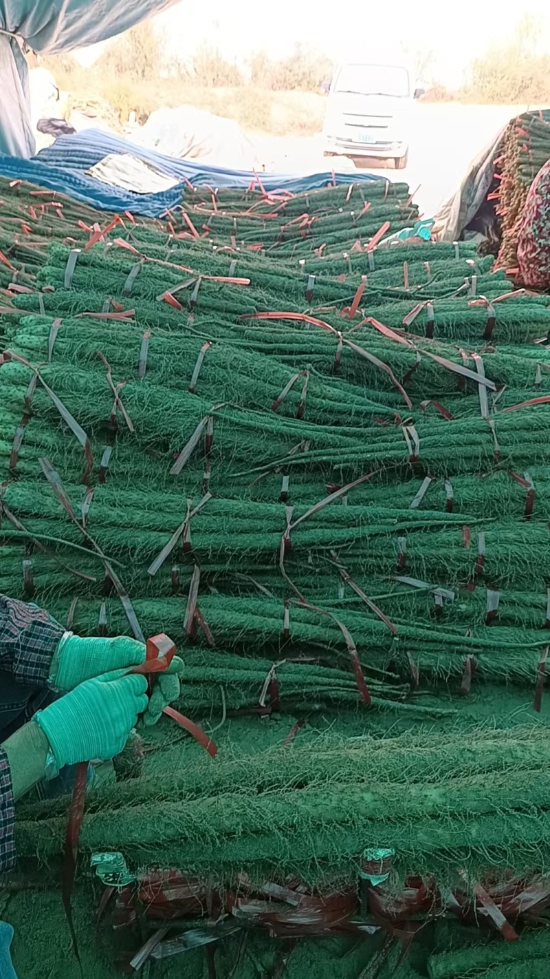 铁棍山药大量上市！！！产地直采！！！切片厂货大量有！！！