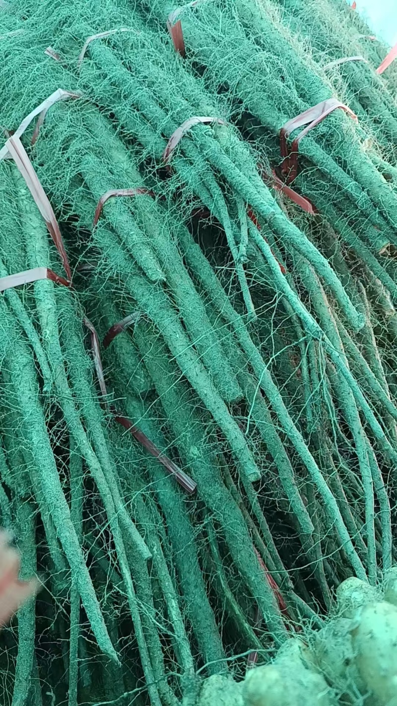 铁棍山药大量上市！！！产地直采！！！切片厂货大量有！！！
