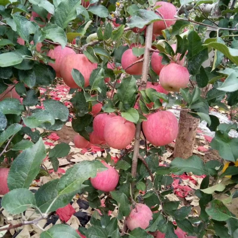 洛川苹果红富士苹果量大价优可视频看货