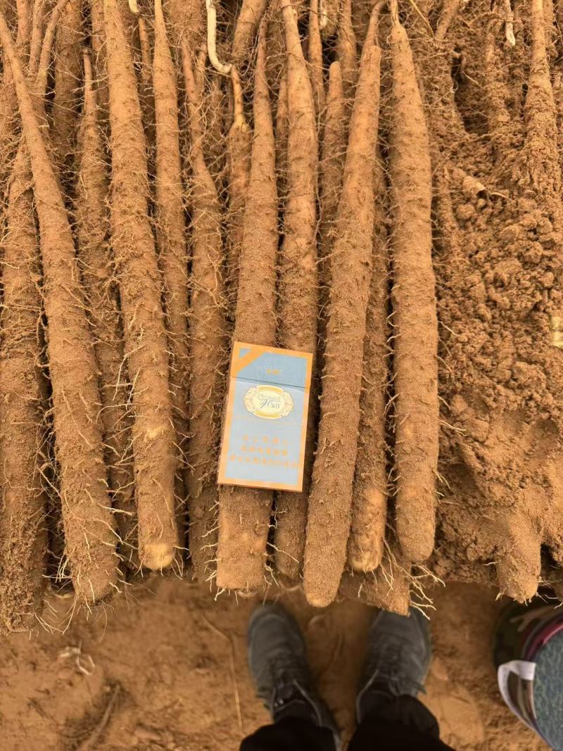 【推荐】河南双棒山药大量接单产地直发量大从优欢迎下单