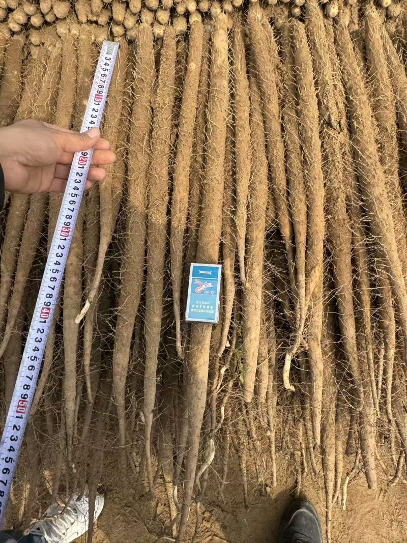 【推荐】河南双棒山药大量接单产地直发量大从优欢迎下单
