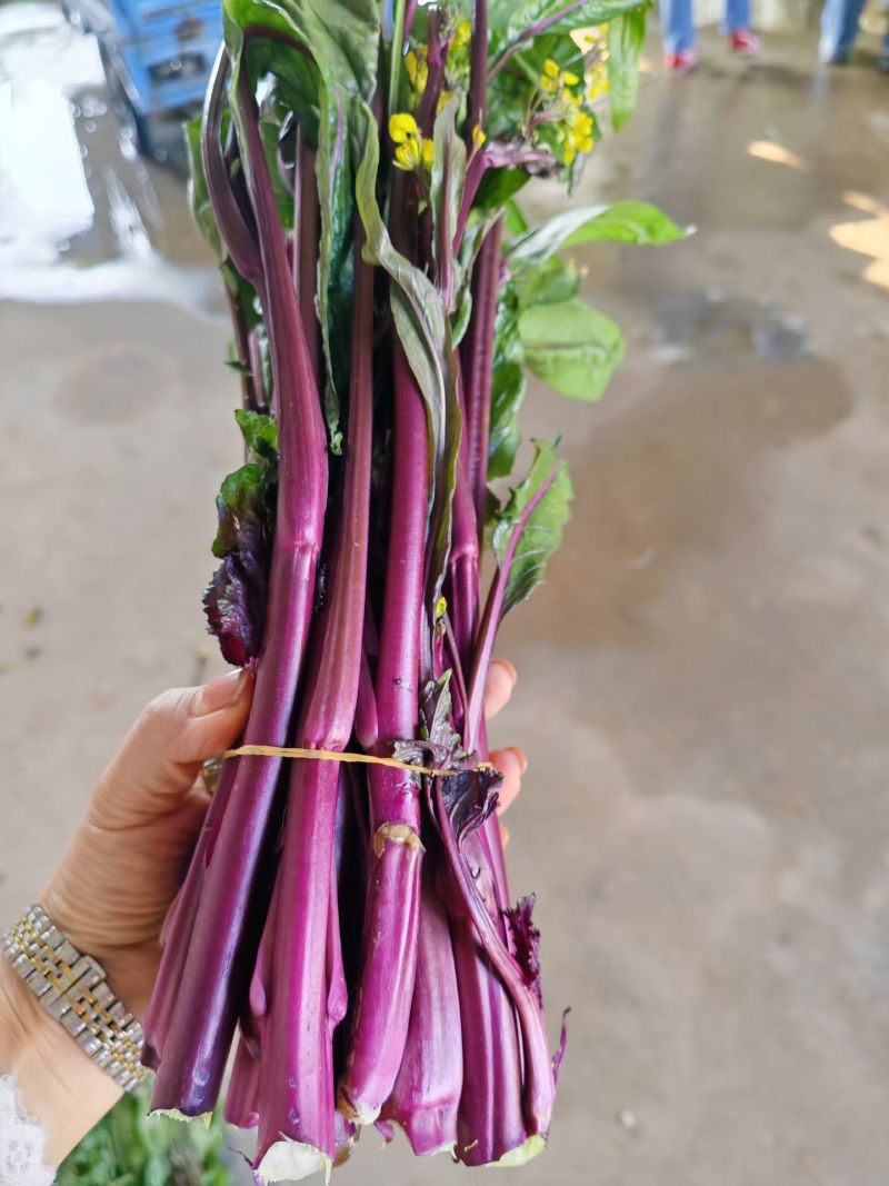 湖北红菜苔油菜苔菜苔大量供应，需要的客户联系我