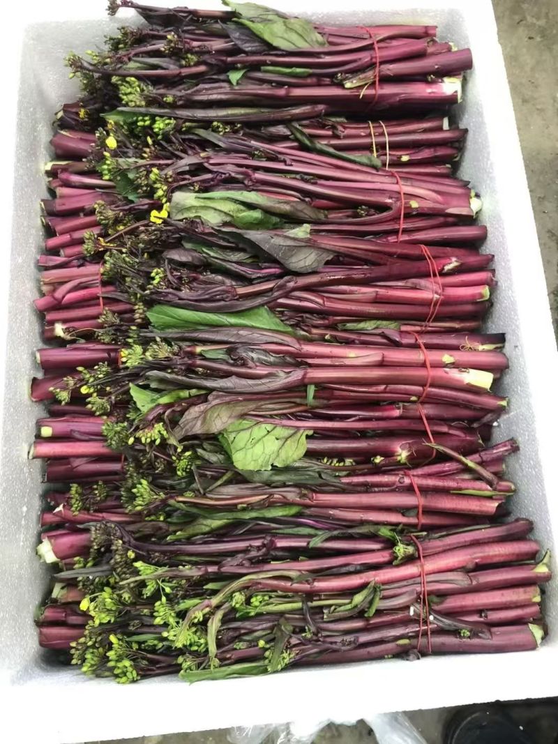 湖北红菜苔油菜苔菜苔大量供应，需要的客户联系我