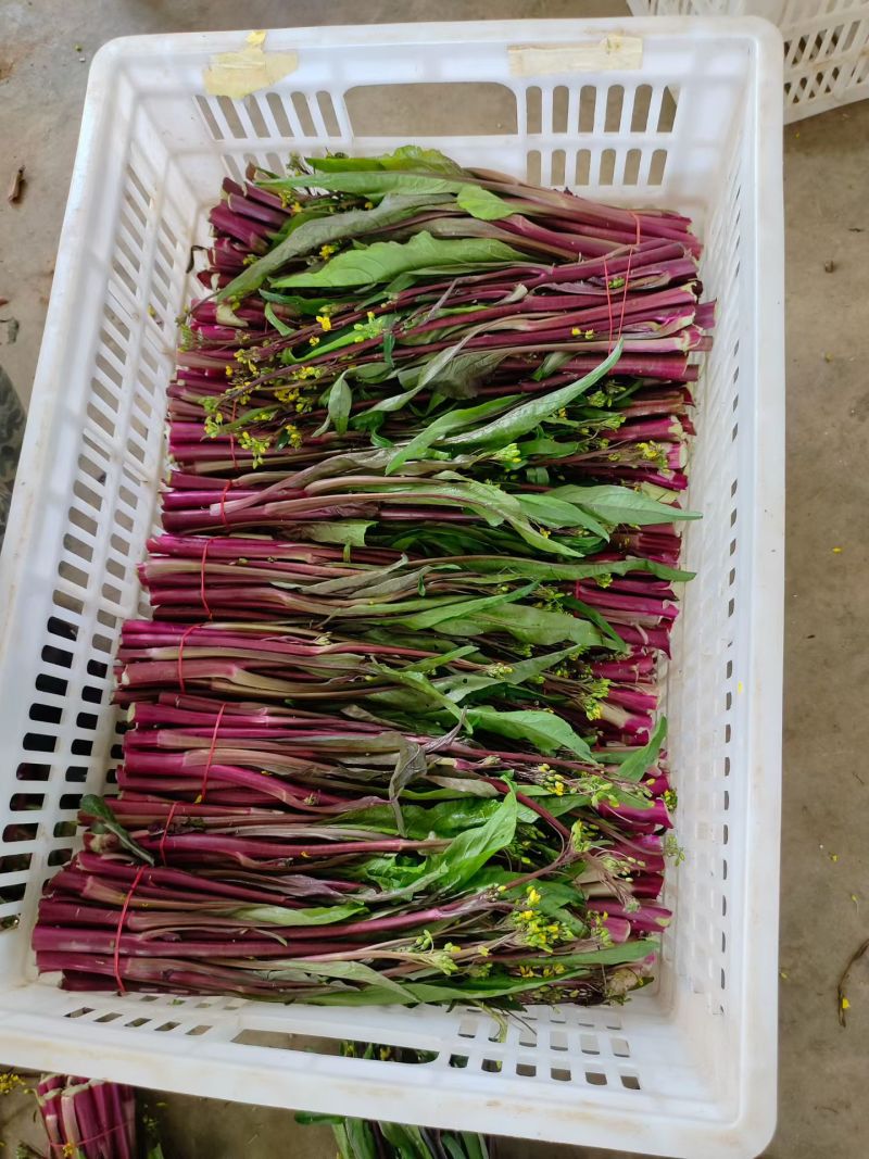 湖北红菜苔油菜苔菜苔大量供应，需要的客户联系我