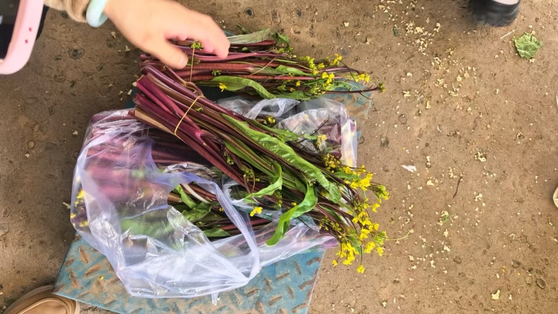 湖北红菜苔油菜苔菜苔大量供应，需要的客户联系我