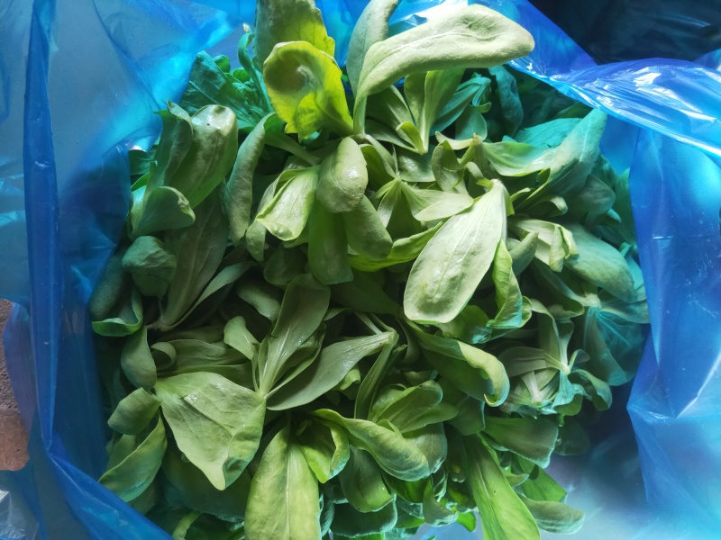 大叶茼蒿，大叶蓬蒿菜，颜色漂亮，口感嫩
