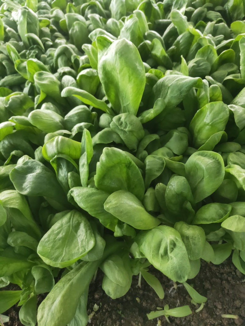 大叶茼蒿，大叶蓬蒿菜，颜色漂亮，口感嫩