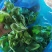 大叶茼蒿,大叶蓬蒿菜,颜色漂亮,口感嫩