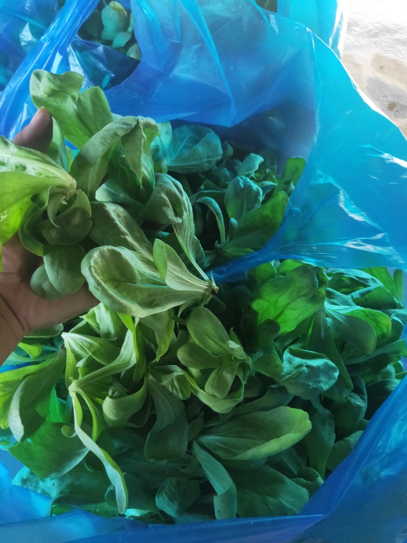大叶茼蒿，大叶蓬蒿菜，颜色漂亮，口感嫩
