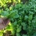 大叶茼蒿,大叶蓬蒿菜,颜色漂亮,口感嫩