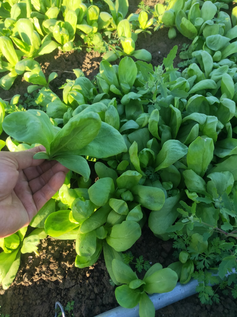 大叶茼蒿，大叶蓬蒿菜，颜色漂亮，口感嫩