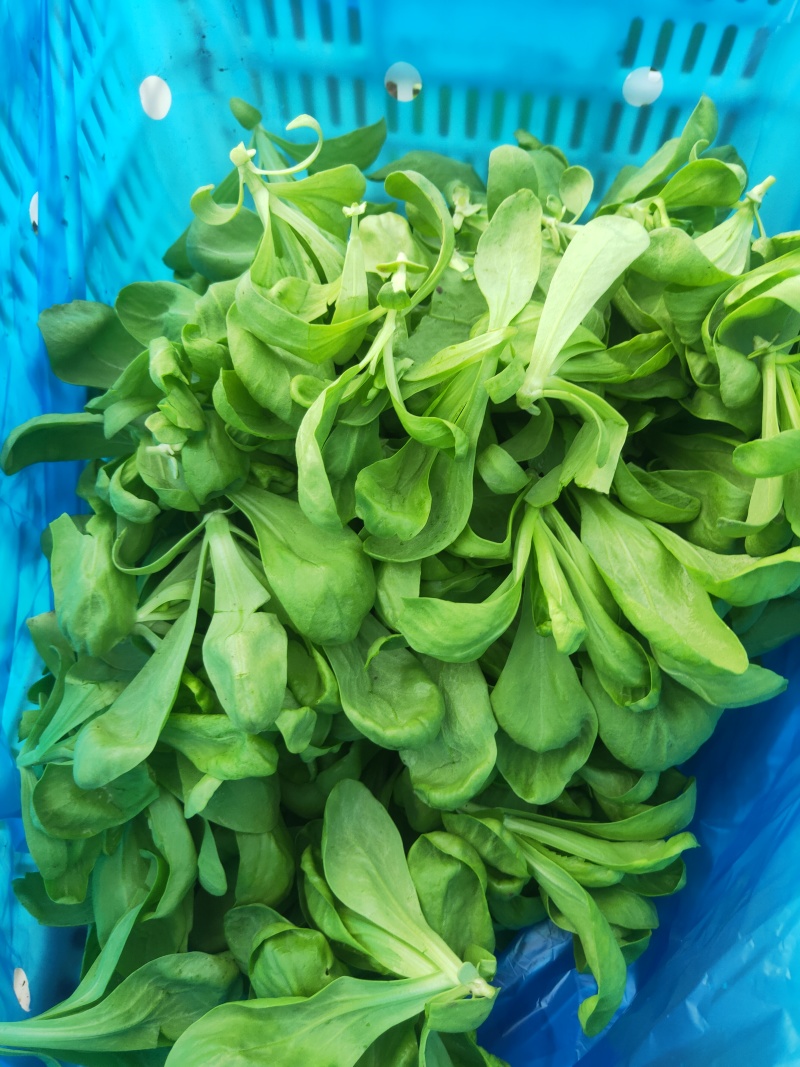 大叶茼蒿，大叶蓬蒿菜，颜色漂亮，口感嫩