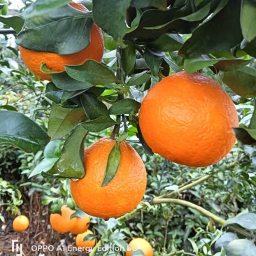 爱媛果冻橙