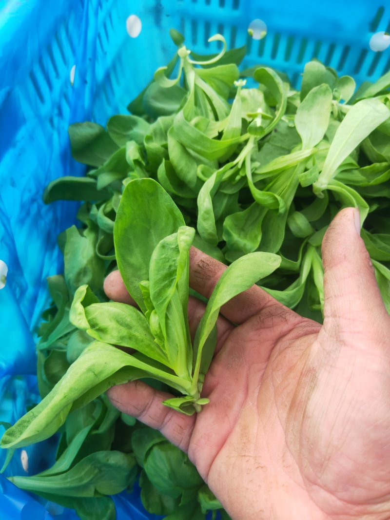 大叶茼蒿，大叶蓬蒿菜，颜色漂亮，口感嫩