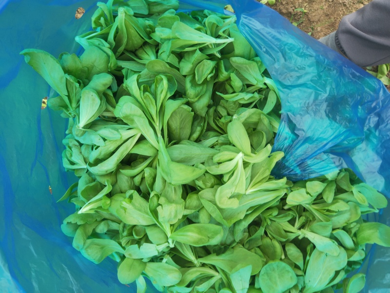 大叶茼蒿，大叶蓬蒿菜，颜色漂亮，口感嫩
