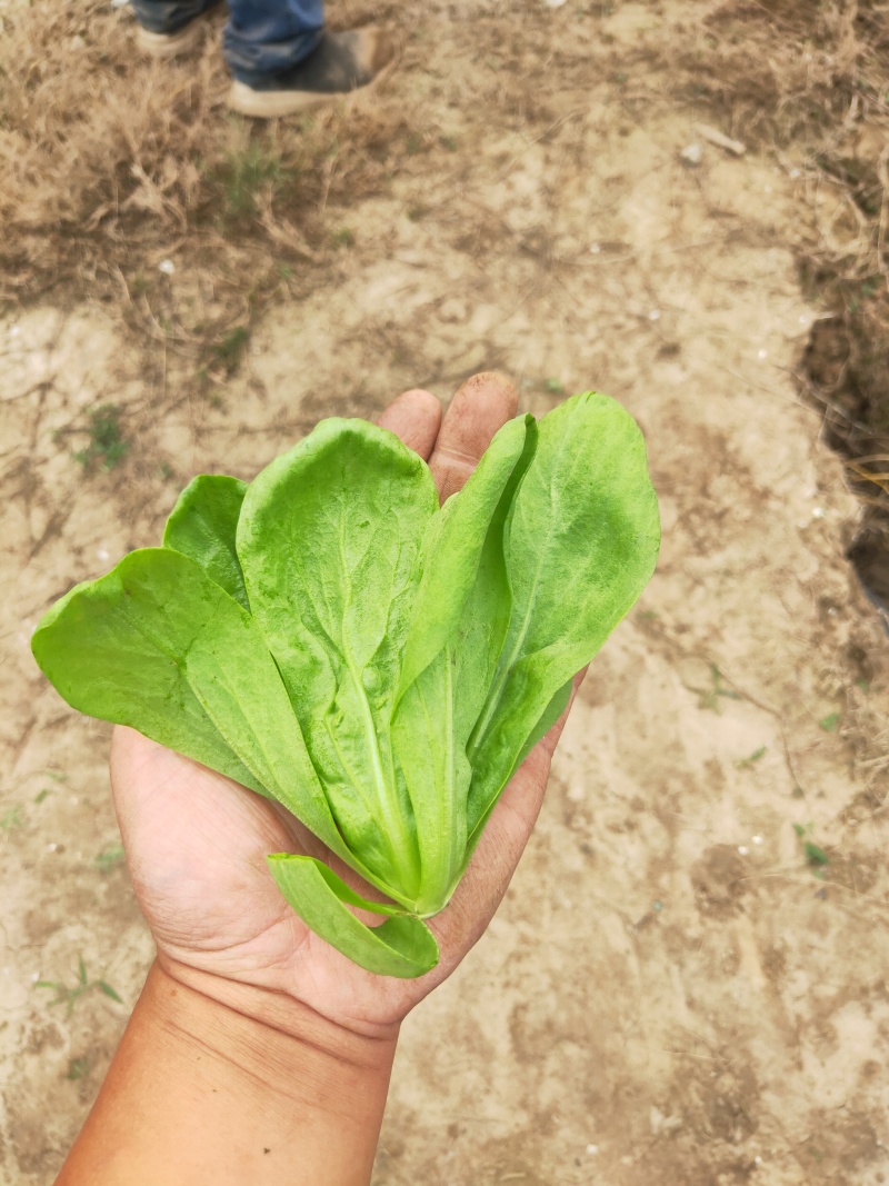 大叶茼蒿，大叶蓬蒿菜，颜色漂亮，口感嫩