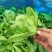 大叶茼蒿,大叶蓬蒿菜,颜色漂亮,口感嫩
