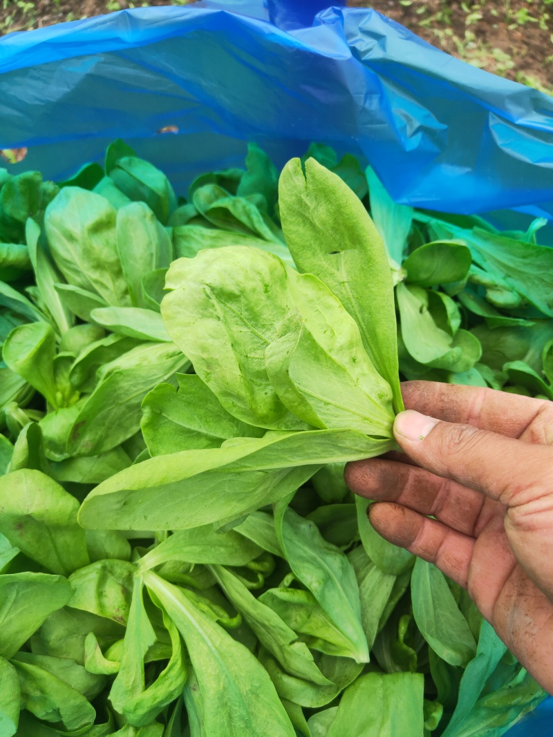 大叶茼蒿，大叶蓬蒿菜，颜色漂亮，口感嫩