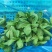 大叶茼蒿,大叶蓬蒿菜,颜色漂亮,口感嫩