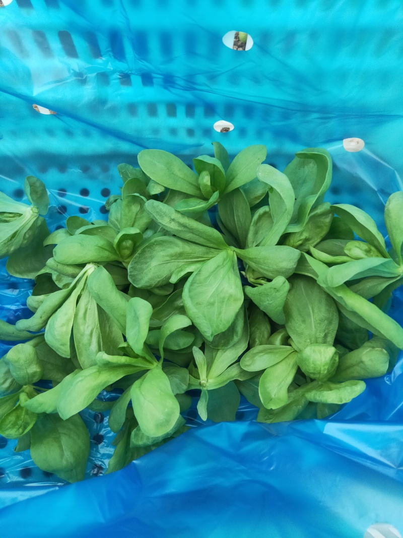 大叶茼蒿，大叶蓬蒿菜，颜色漂亮，口感嫩