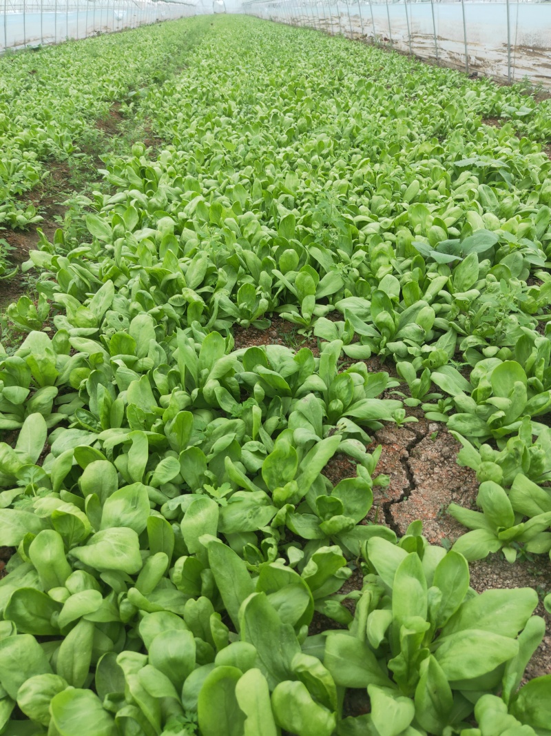 大叶茼蒿，大叶蓬蒿菜，颜色漂亮，口感嫩