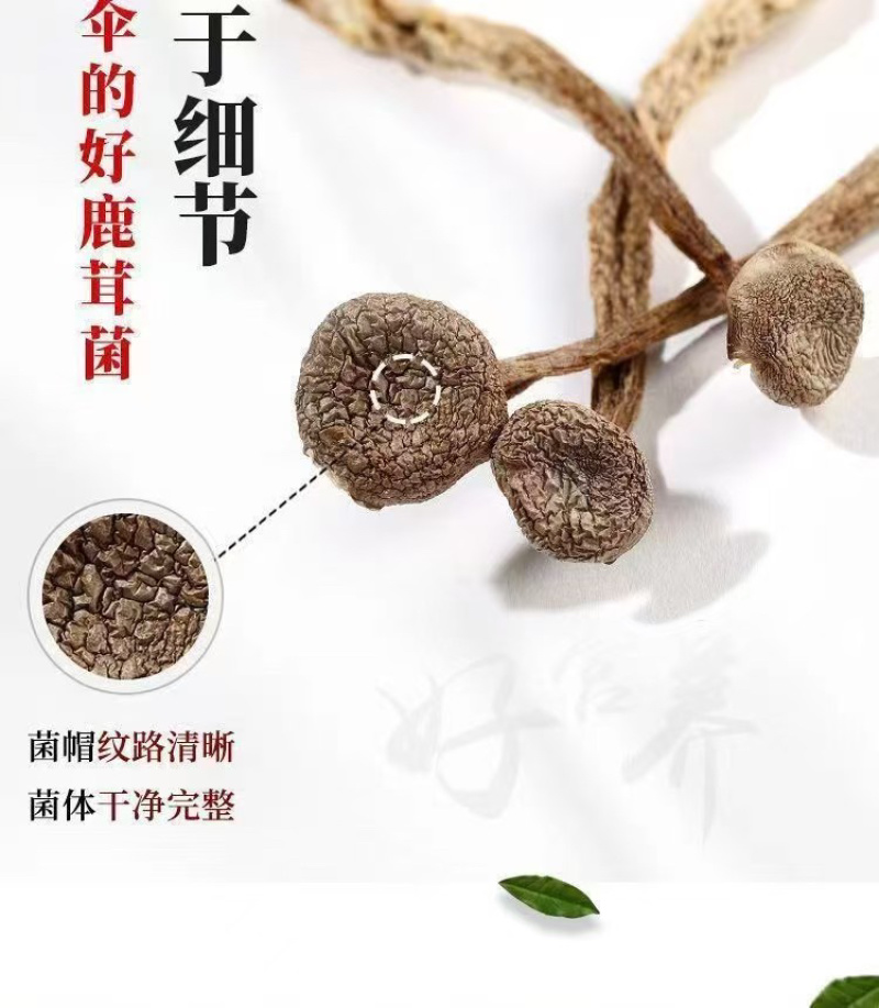 鹿茸菇干鹿茸菇菌体干净完整支持一件代发批发欢迎咨询