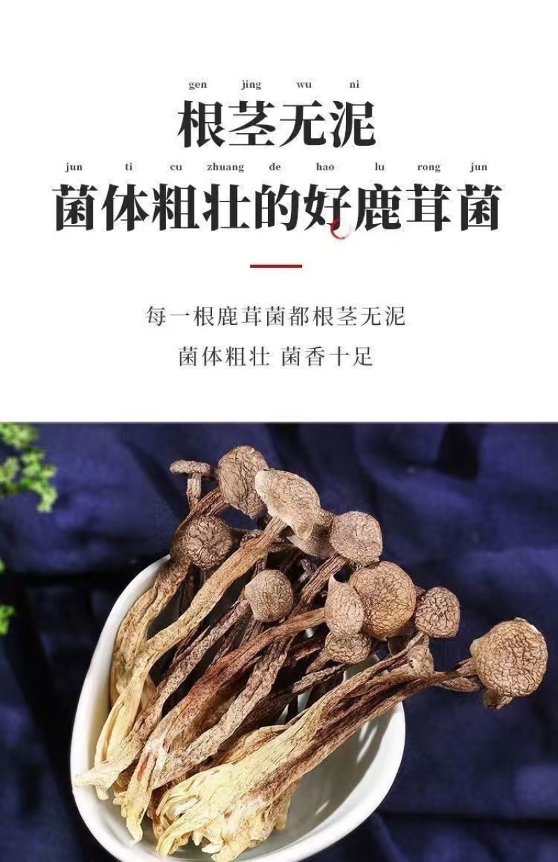 鹿茸菇干鹿茸菇菌体干净完整支持一件代发批发欢迎咨询