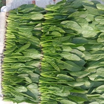 优选精品菠菜
