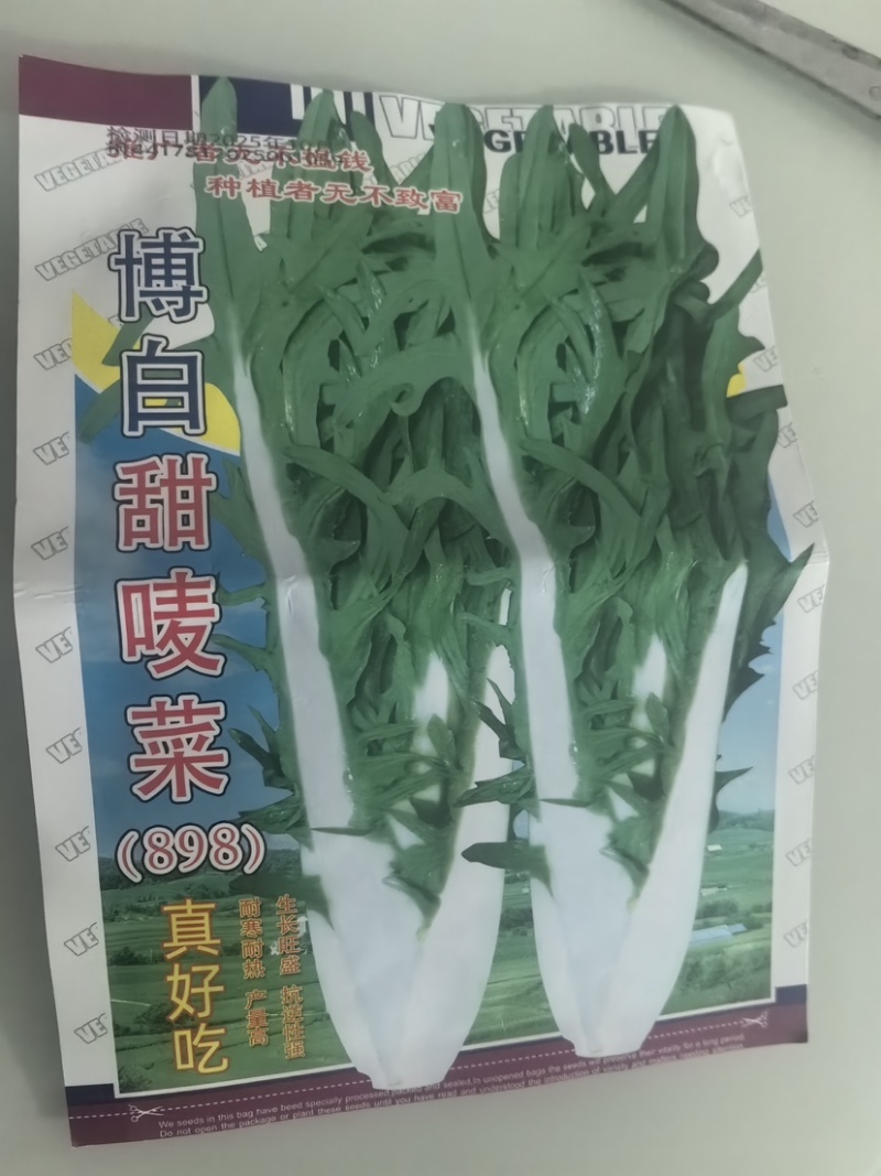 广西甜麦菜种子/抗寒/耐热/抗病性强/量大价优/欢迎咨询