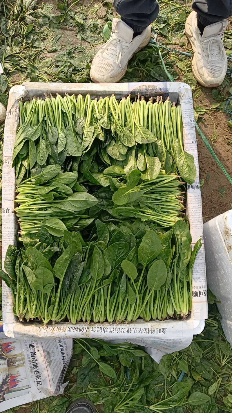 优选精品菠菜