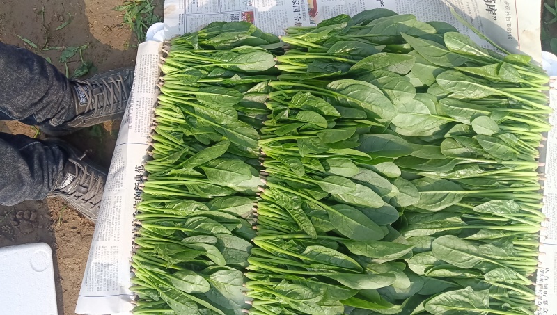 优选精品菠菜