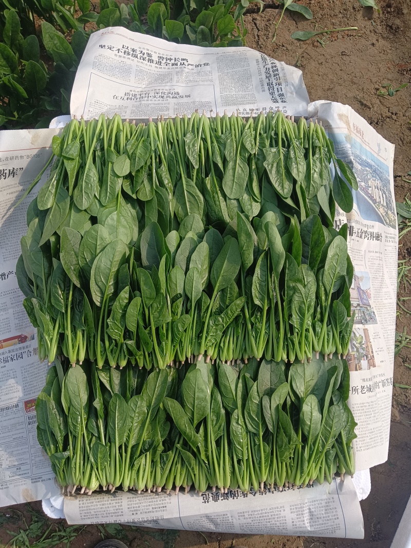 优选精品菠菜