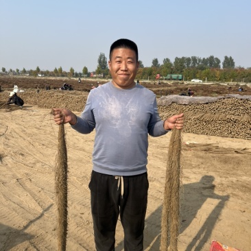 产地直发：双棒大货二路都有量大优惠欢迎老板私聊